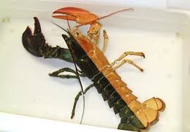 chimera lobster.jpg