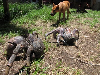 Giant, invasive Joro spiders with 6-foot webs could be poised to