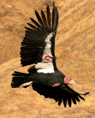 California-Condor.jpg