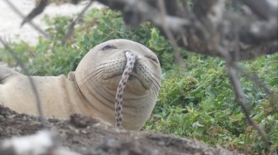 Monk seal.jpeg