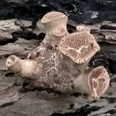 fungi01.jpg