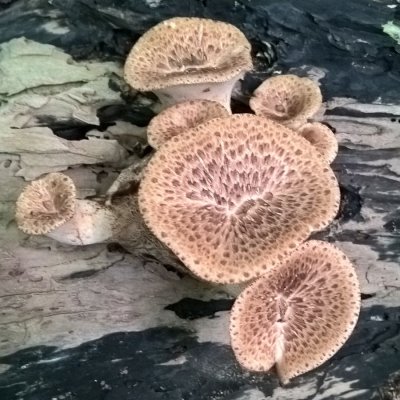 fungi02.jpg
