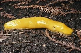 banana slug.jpg