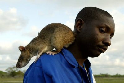 Gambian Pouched Rat.jpg