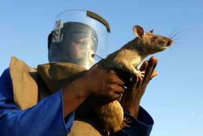gambian-pouch-rats.jpg