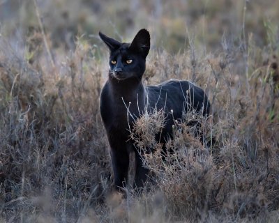 melanistic serval.jpg