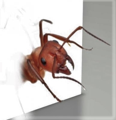 Red Ant.jpg