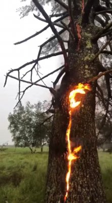 tree-fire-65.jpg