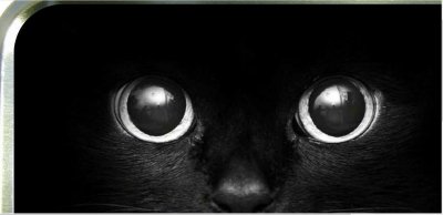 Black cat01.jpg