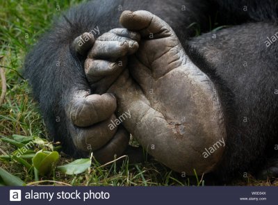 hand-and-foot-of-a-western-lowland-gorilla-W0D34X.jpg