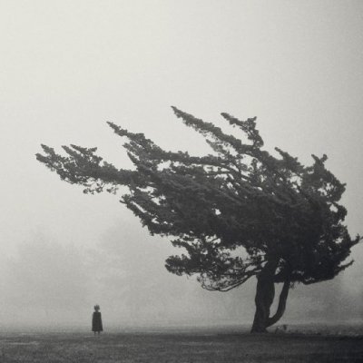Lone Tree.jpg