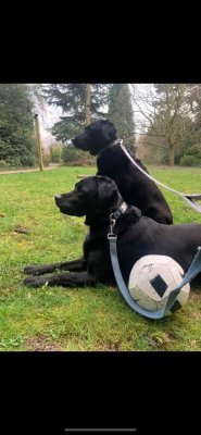 Two male black labs have been stolen.jpg
