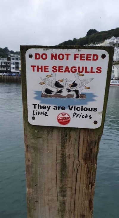 vicious seagulls.jpg