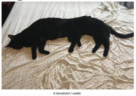 6 legged cat.jpg