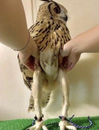 owl-legs-article-image-01.jpeg