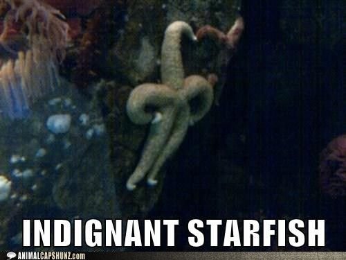 indidnant starfish.jpg