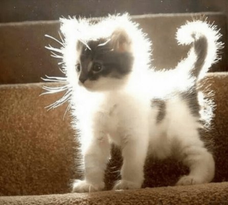 fuzzy kitten aureol.jpg
