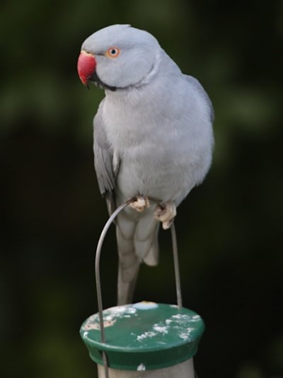 grey parakeet.jpg