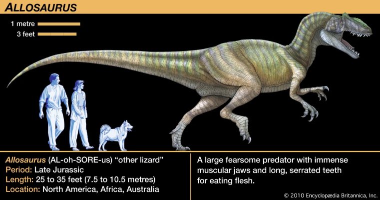 Allosaurus-jaws-Theropoda-flesh-teeth-meat-eating-dinosaurs.jpg