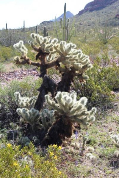 Cholla cactus (this is the bad one), lupine, creosote flower.JPG