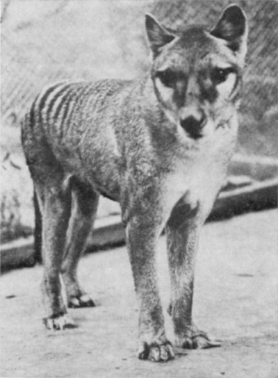 15th thylacine.jpg