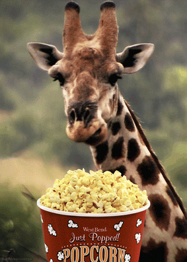 1486524603_giraffe-eating-popcorn.gif