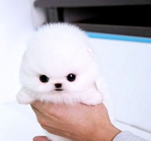 1629ebd6fd4ddae422611b7c888d1b6d--cutest-puppy-ever-cutest-dogs.jpg