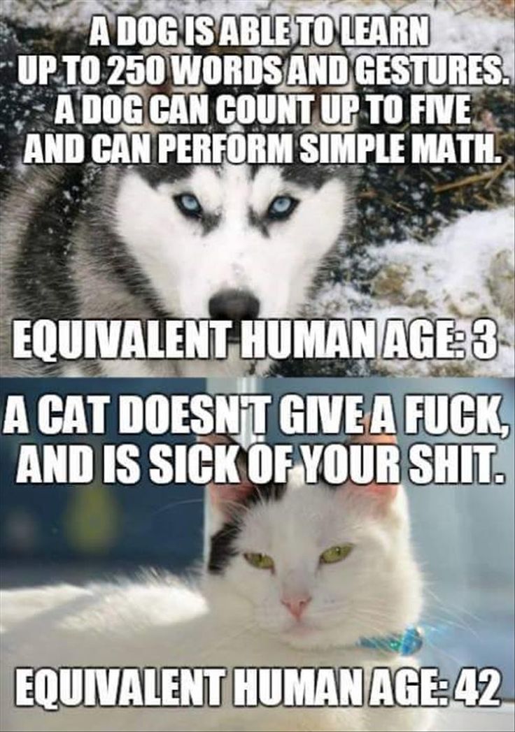 1d32a282086d5440f154538465846184--cat-vs-dog-funny-memes.jpg