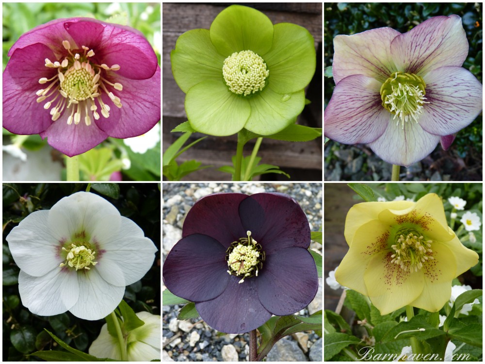 235c-19f6-8000p_hellebore-plant-collection-0-1-0-1-0-8-1-1000x750.jpg