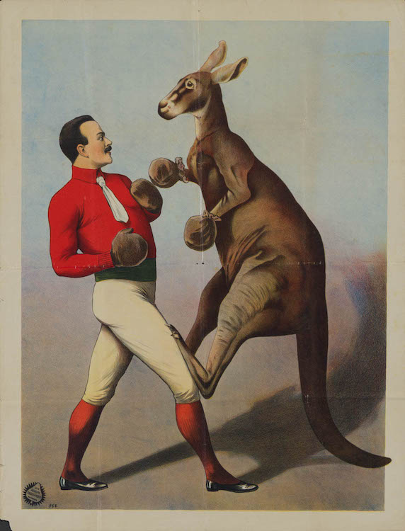 24-kangaroo-boxing-german-a1-1890s-01-9.jpg