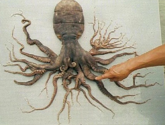 96-legged-octopus.jpg