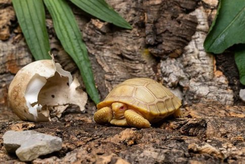 Albino-Galapagos-tortoise-2206.jpg