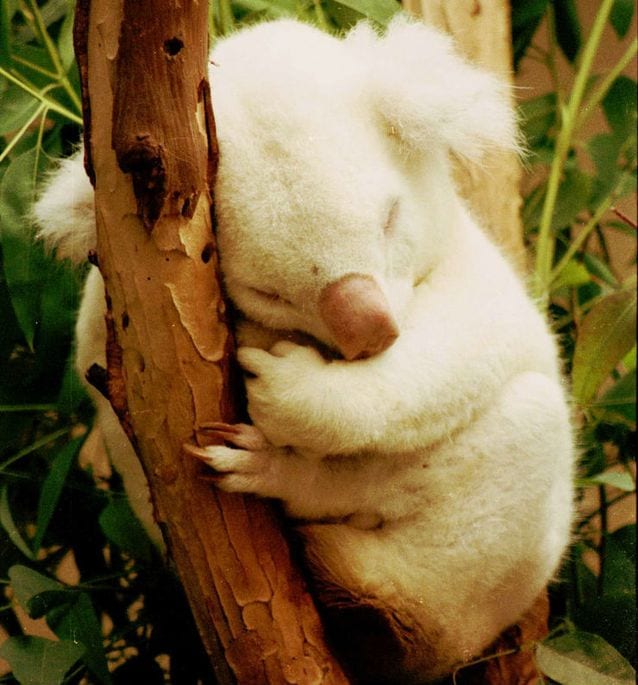 Albino-koala.jpg