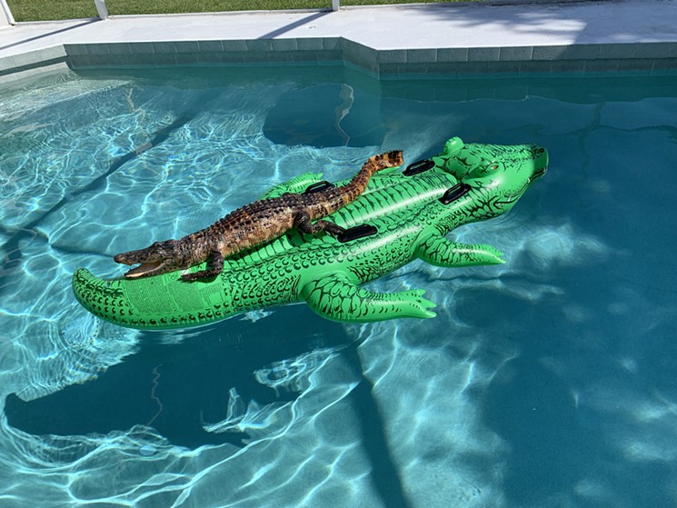 alligator_pool_float.jpeg