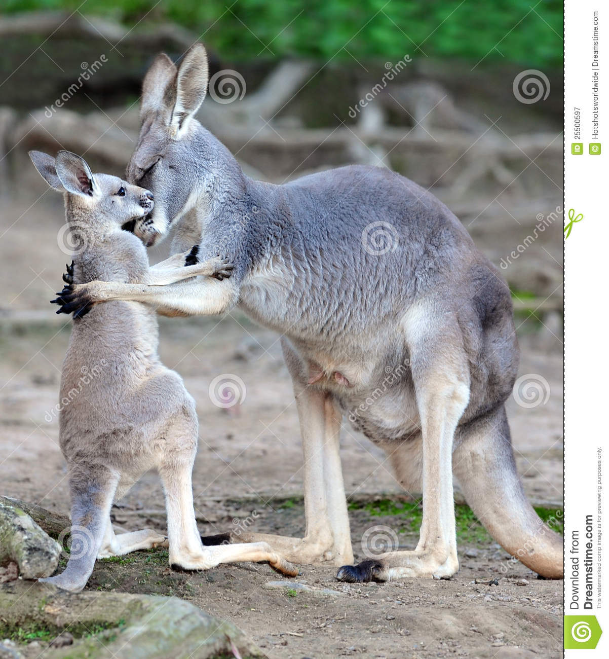 australian-grey-kangaroo-embraces-baby-joey-25500597.jpg
