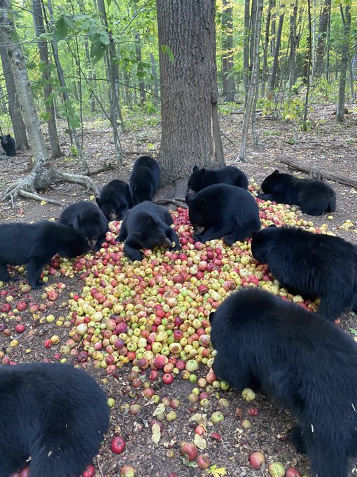 Bears and apples.jpg