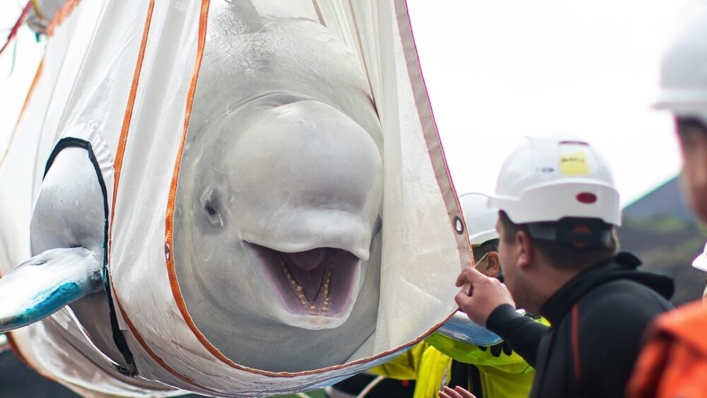 beluga-whales-rescued-vegan-plant-based-news-1.jpg