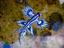 Blue_dragon-glaucus_atlanticus_(8599051974).jpg