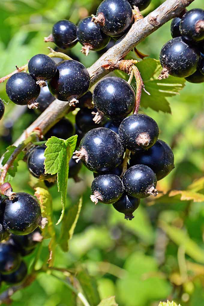 Bold-Beautiful-and-Delicious-Blackcurrants.jpg