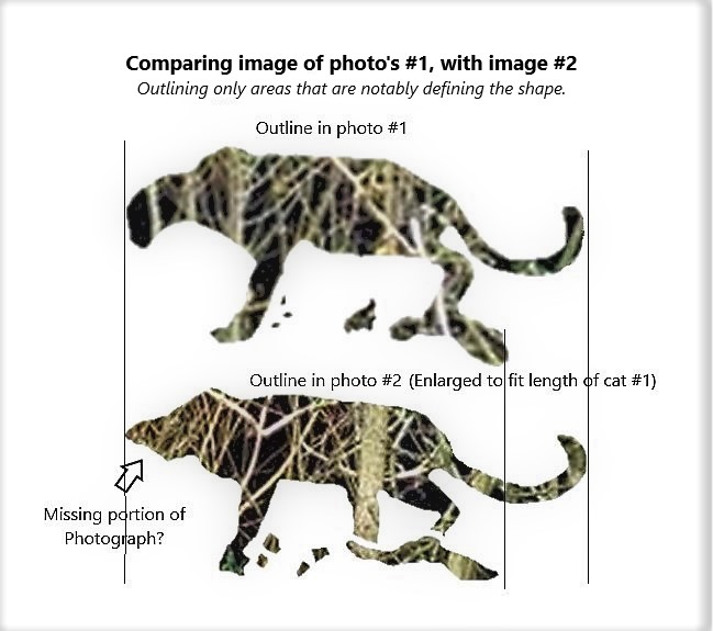 Cat comparison.jpg