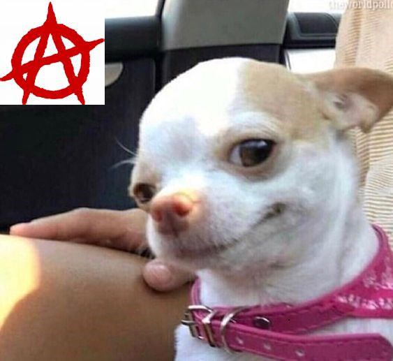chihuahua anarchy.png