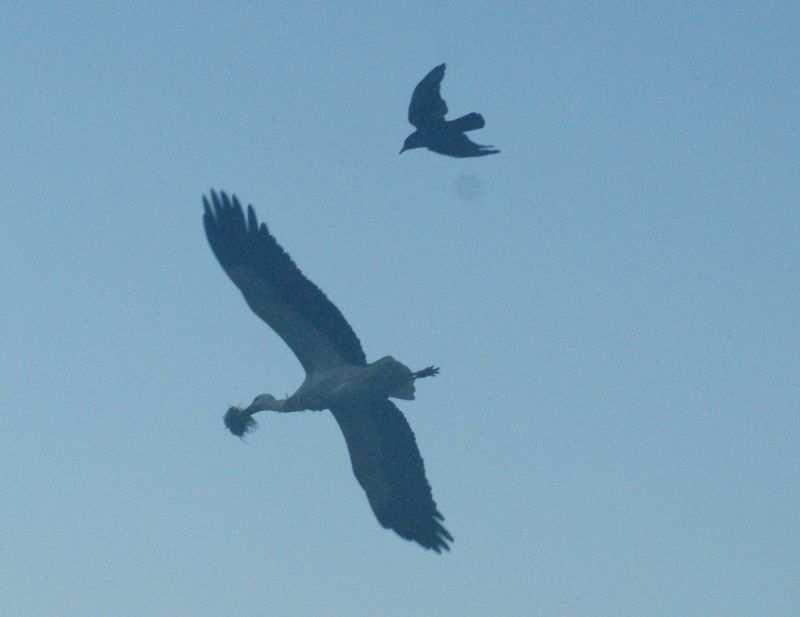 crow-stork.jpg
