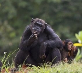 cub-chimpanzee-sitting-relax-nature-260nw-113688664~2.jpg