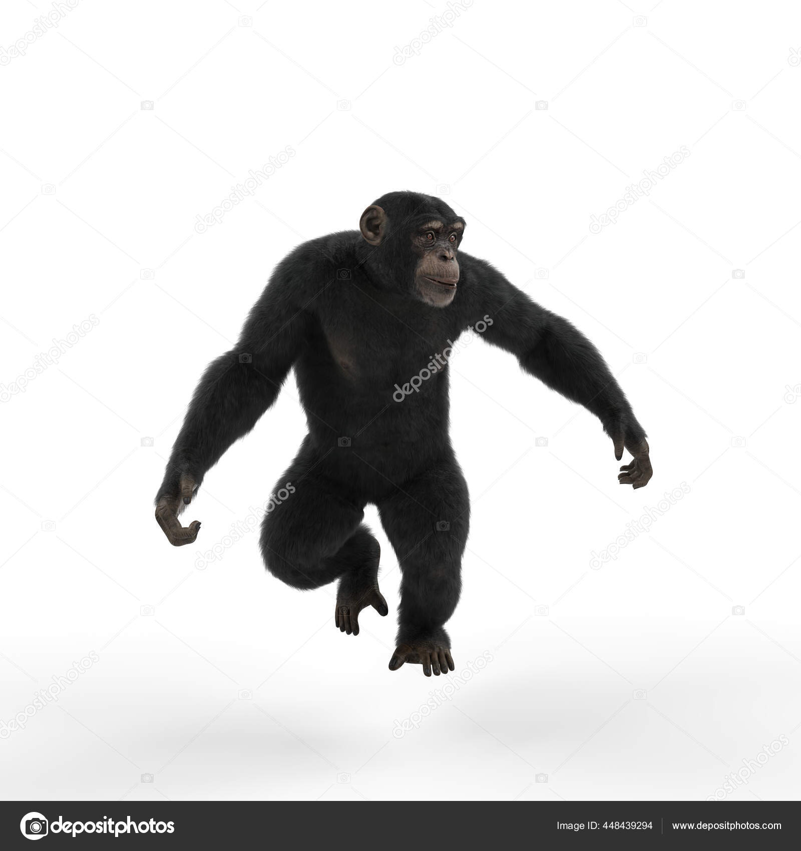 depositphotos_448439294-stock-photo-chimpanzee-walking-looking-left-hand.jpg