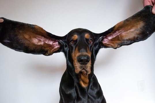 Dog-Longest-Ears.jpg