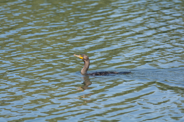 ~double-crested-cormorant-swimming-in-a_25944881_detail.jpg