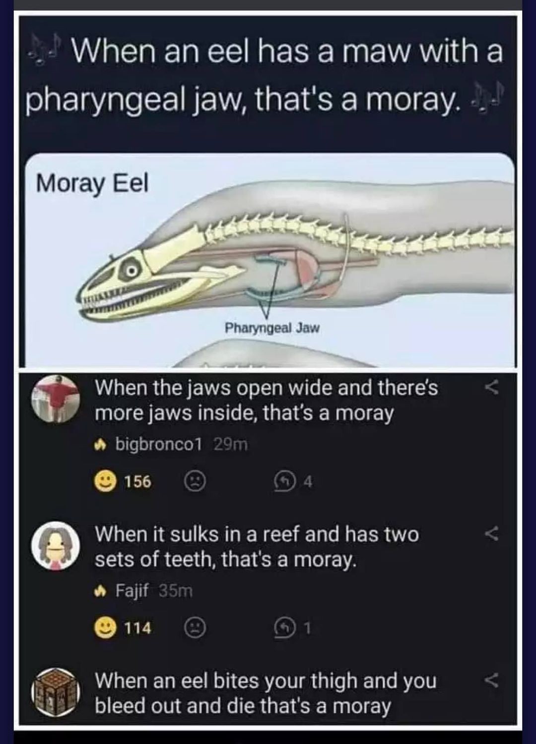 eels.jpg
