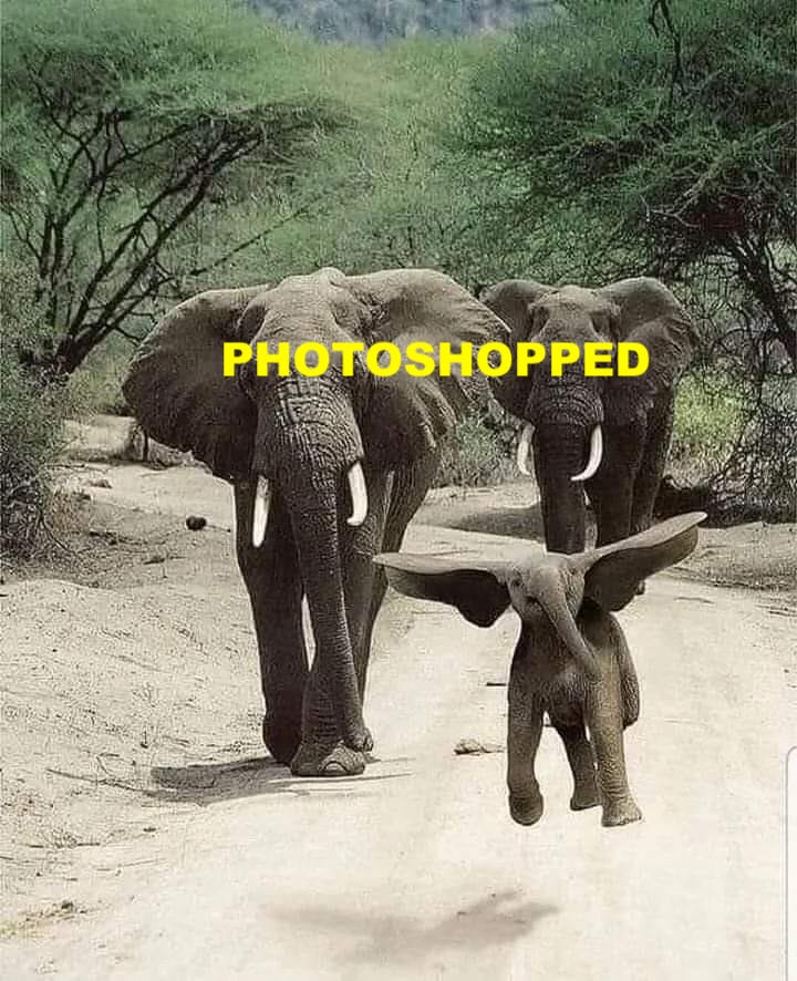 elephant-worth1000-photoshop.jpeg