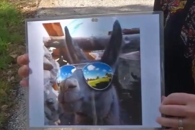 Familys-mail-stolen-replaced-by-laminated-llama-picture.jpg