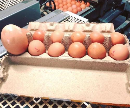 Farmer-discovers-small-egg-inside-of-large-egg.jpg